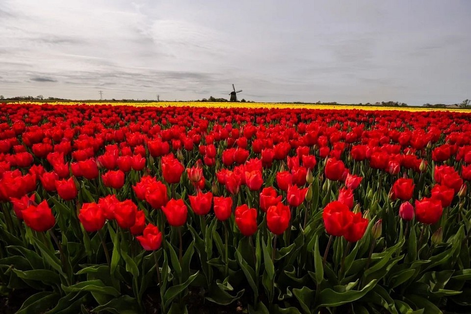 Tulpenfeld südlich von Alkmaar