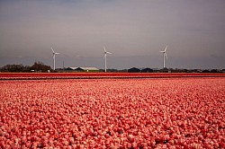 Feld bei Petten