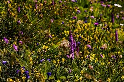 Mountain Flowers