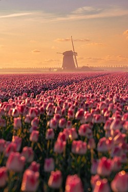 Schermerhorn Molen