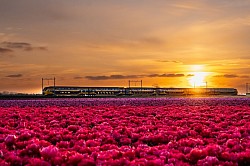 NS - Train